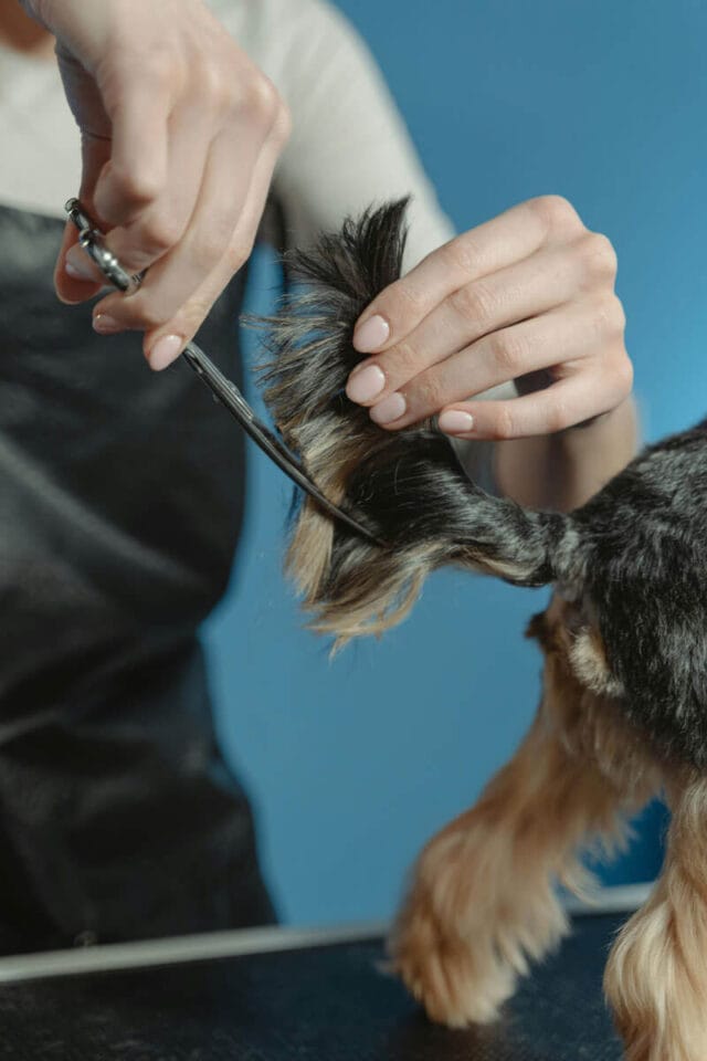 Acabado profesional - Peluqueria canina - Malaga - DogInStyle