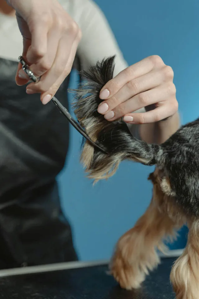 Acabado profesional - Peluqueria canina - Malaga - DogInStyle