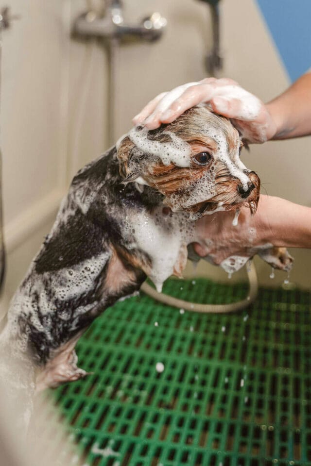 Baño relajante estetica canina profesional - Malaga