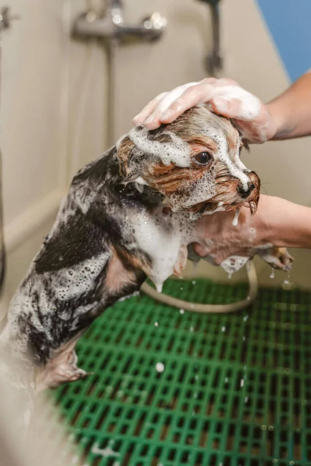 Baño relajante estetica canina profesional - Malaga