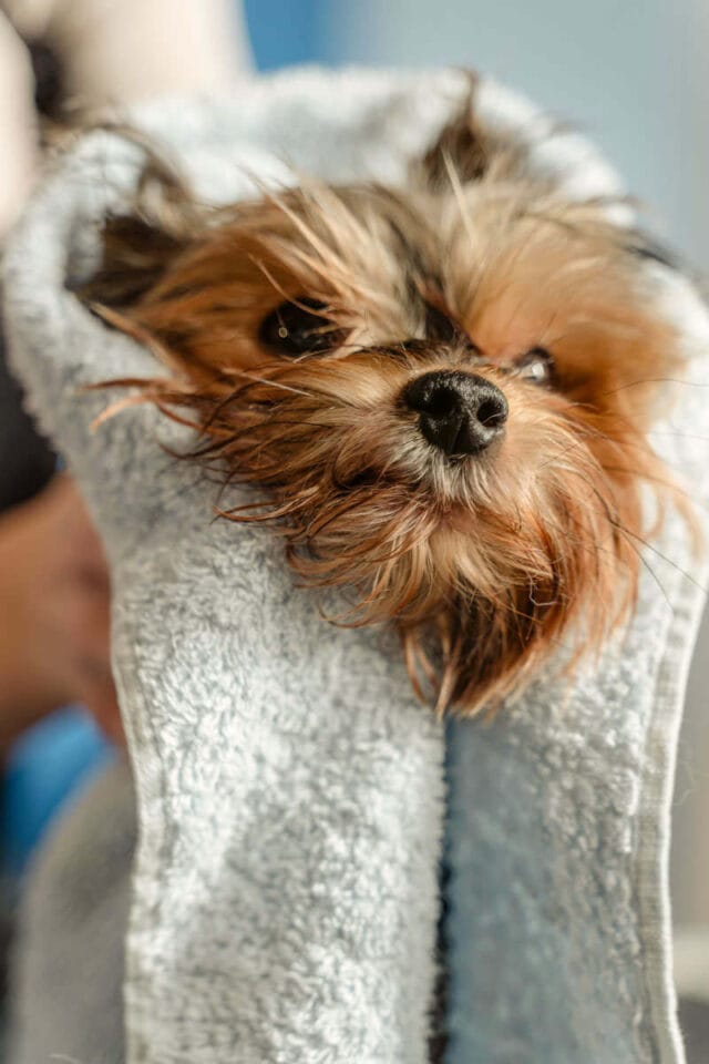 Confort post baño - Peluqueria canina - Malaga - DogInStyle