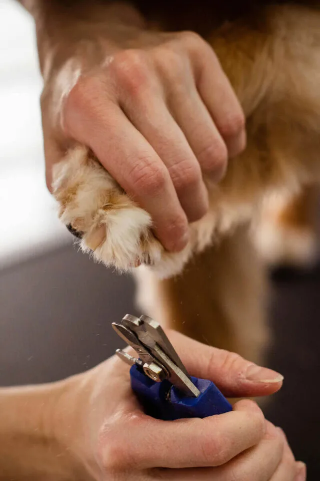 Corte de uñas canino seguro - DogInStyle - Malaga