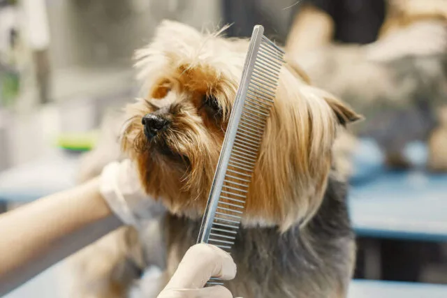 Detalles estetica canina profesional - Malaga - DogInStyle