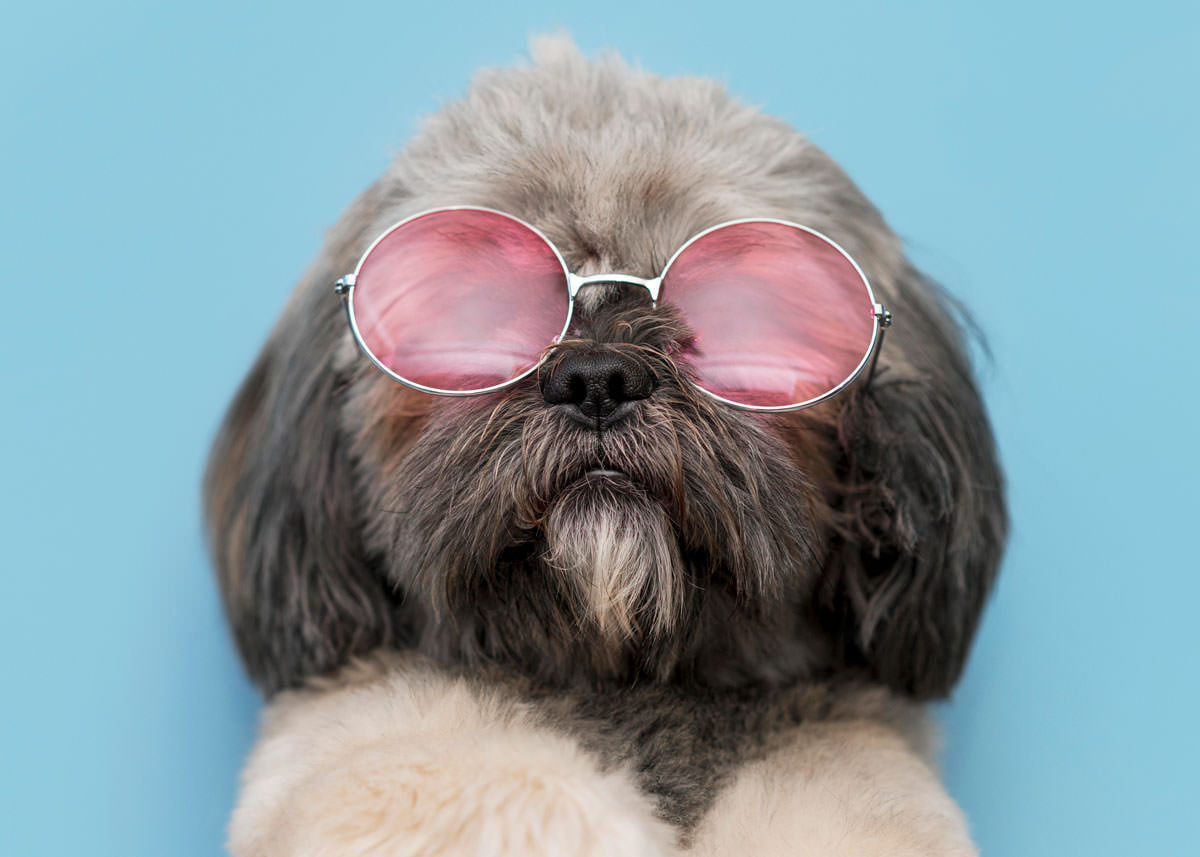 perro-con-gafas-rosas-estilo-premium-malaga