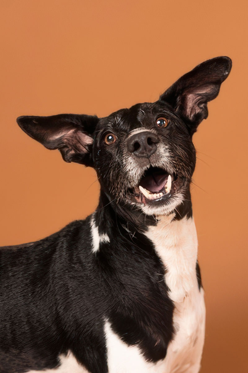 peluqueria-canina-malaga-perro-feliz-doginstyle