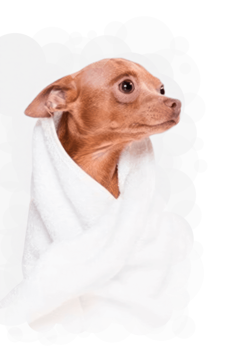 Perro pequeño de color canela envuelto en una toalla blanca, representando el servicio de peluquería canina con trato delicado y bienestar en Málaga.
