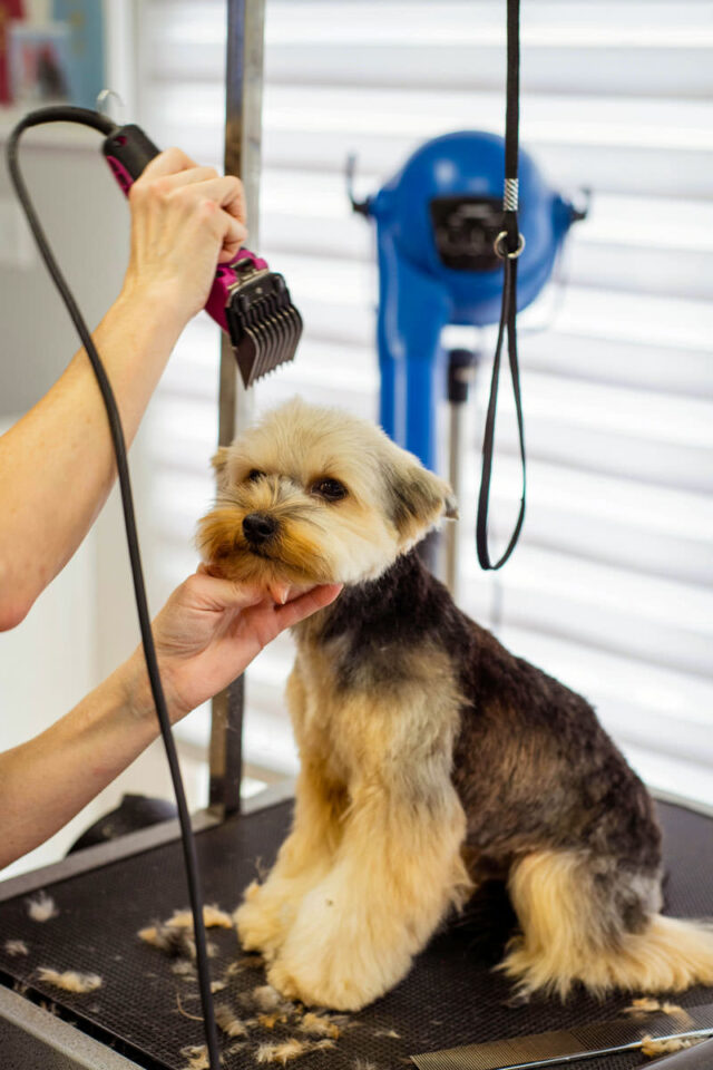 peluqueria-canina-malaga-corte-maquina-profesional