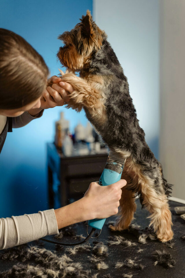 peluqueria-canina-malaga-corte-maquina-precisión-doginstyle