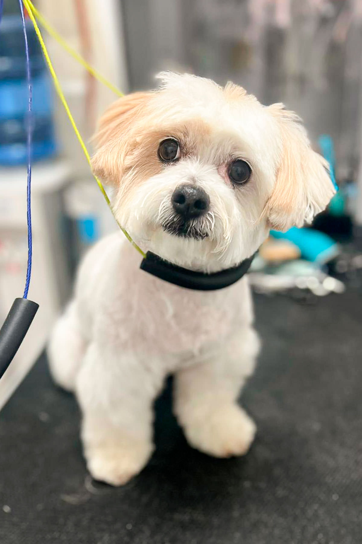 <span class="bt_bb_before_after_image_after_text">Después</span>