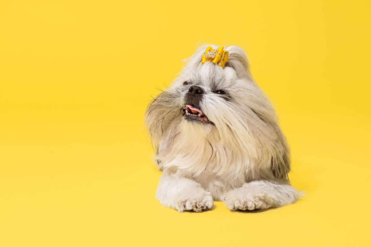 Estilismo canino luxury - Shih-tzu - Malaga