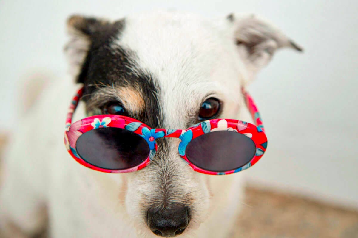 Primer plano de un perro blanco y negro luciendo gafas de sol con montura de flores rosas y azules, destacando el concepto de estilo y estética de DogInStyle Málaga.