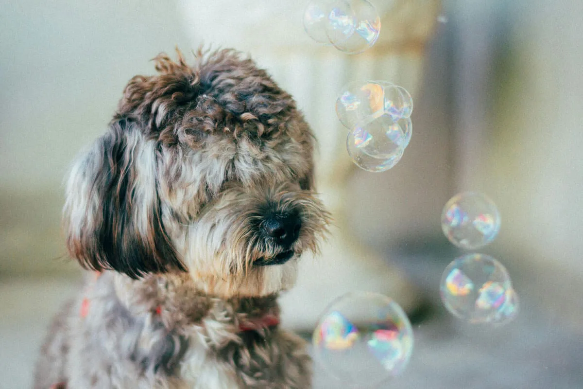 Experiencia SPA canino - Malaga - Burbujas - DogInStyle