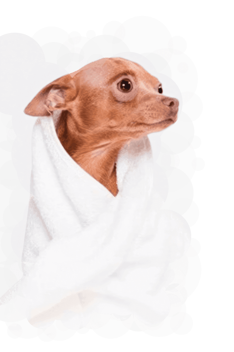 Perro pequeño de color canela envuelto en una toalla blanca, representando el servicio de peluquería canina con trato delicado y bienestar en Málaga.