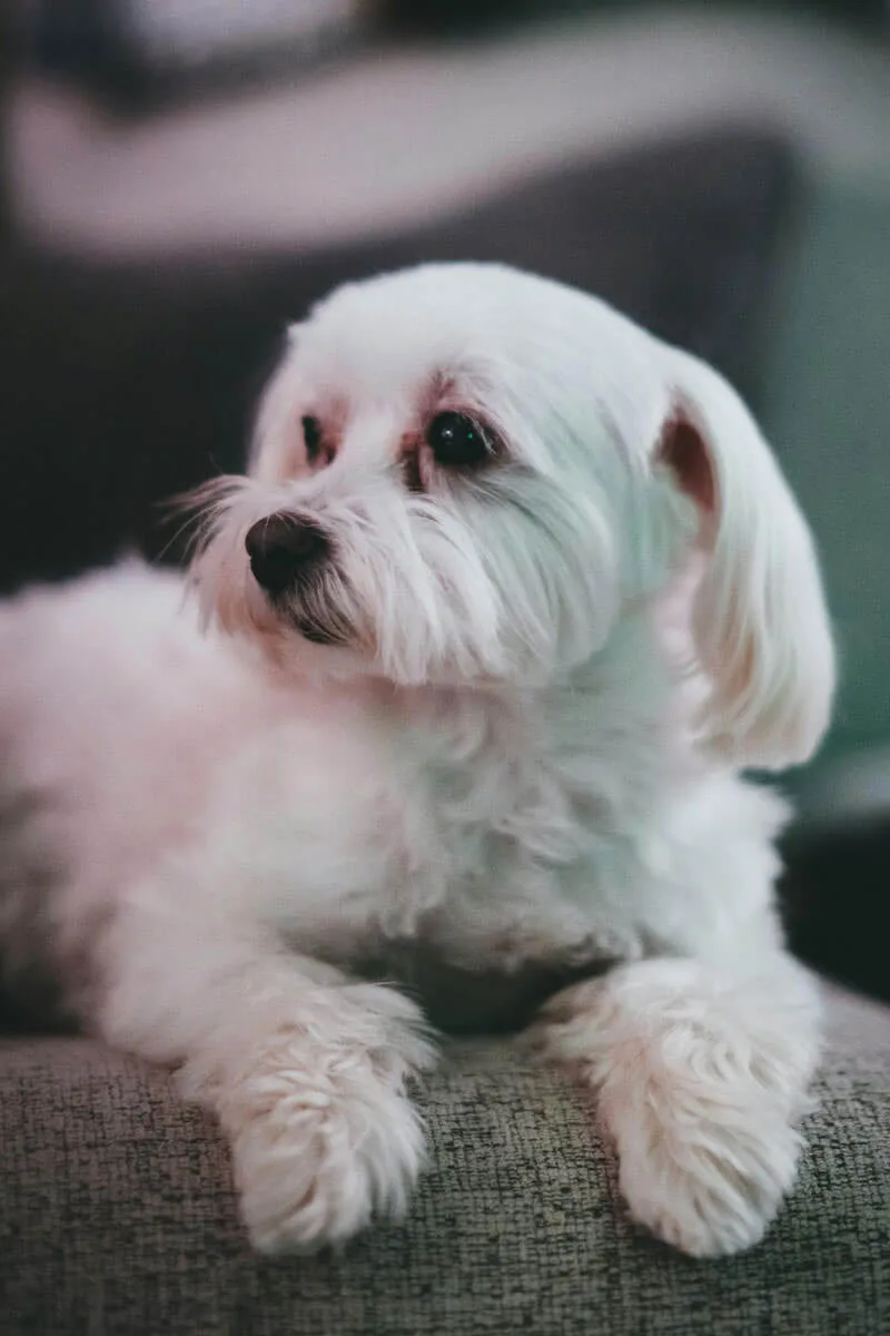 Peluqueria canina - Malaga - Bichon maltes estilo blanco