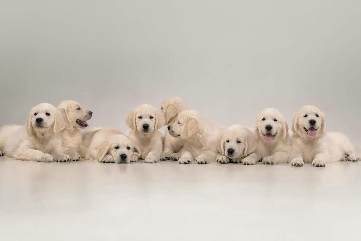 Fila de ocho cachorros de Golden Retriever de color crema descansando sobre un fondo blanco, representando el servicio especializado para cachorros de DogInStyle en Málaga.