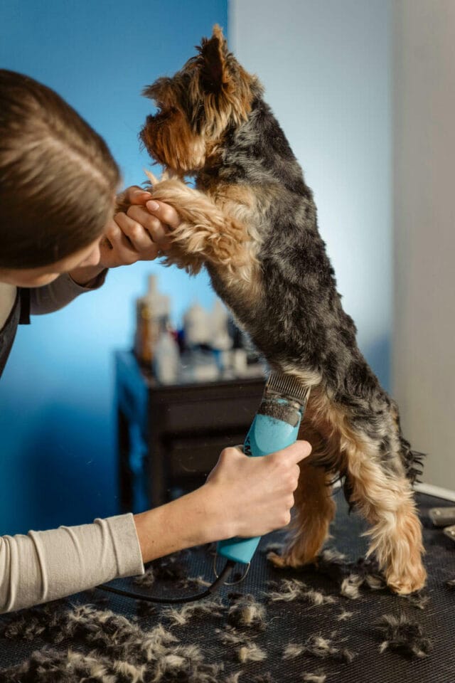 Peluqueria canina - Malaga - Corte maquina precisión - DogInStyle