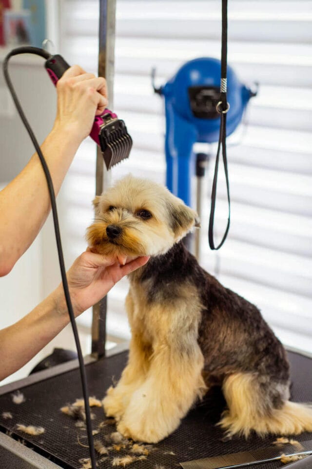 Peluqueria canina - Malaga - Corte maquina profesional