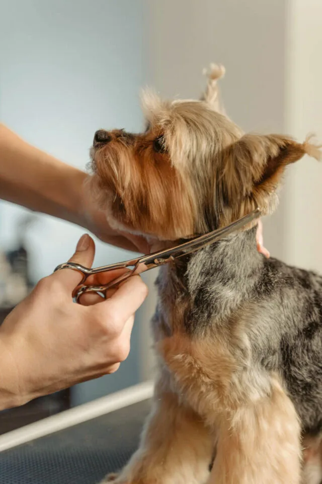 Peluqueria canina - Malaga - Corte perfil Yorkshire