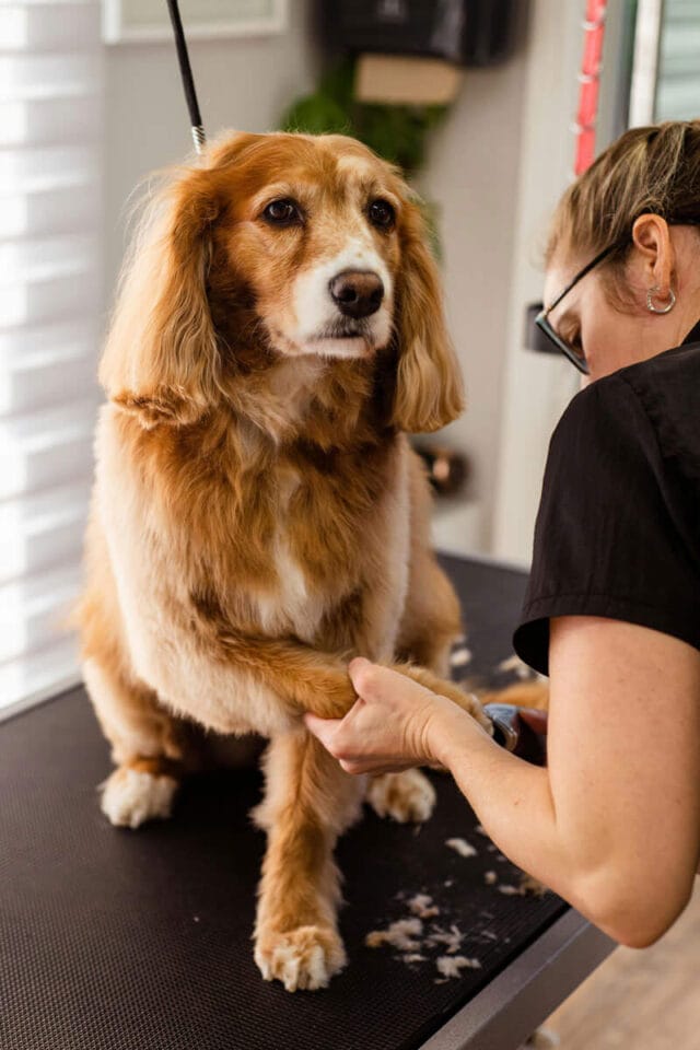 Peluqueria canina - Malaga - Cuidado patas perro - DogInStyle