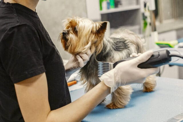 Peluqueria canina - Malaga - Estetica profesional - DogInStyle