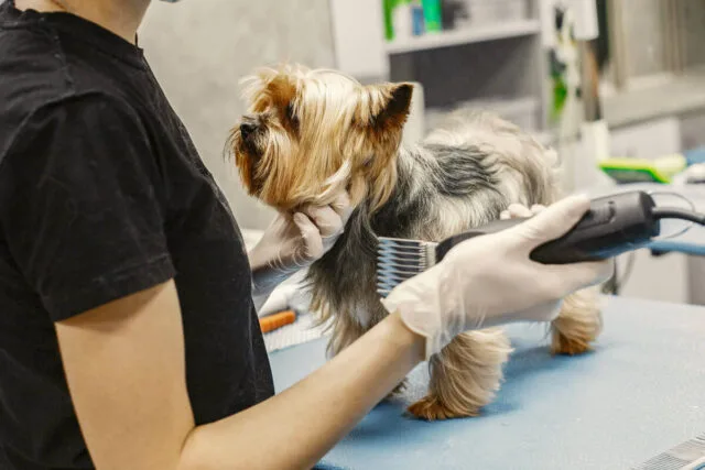 Peluqueria canina - Malaga - Estetica profesional - DogInStyle
