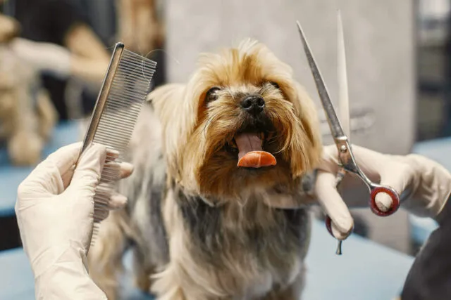 Peluqueria canina - Malaga - Estilo profesional Yorkshire