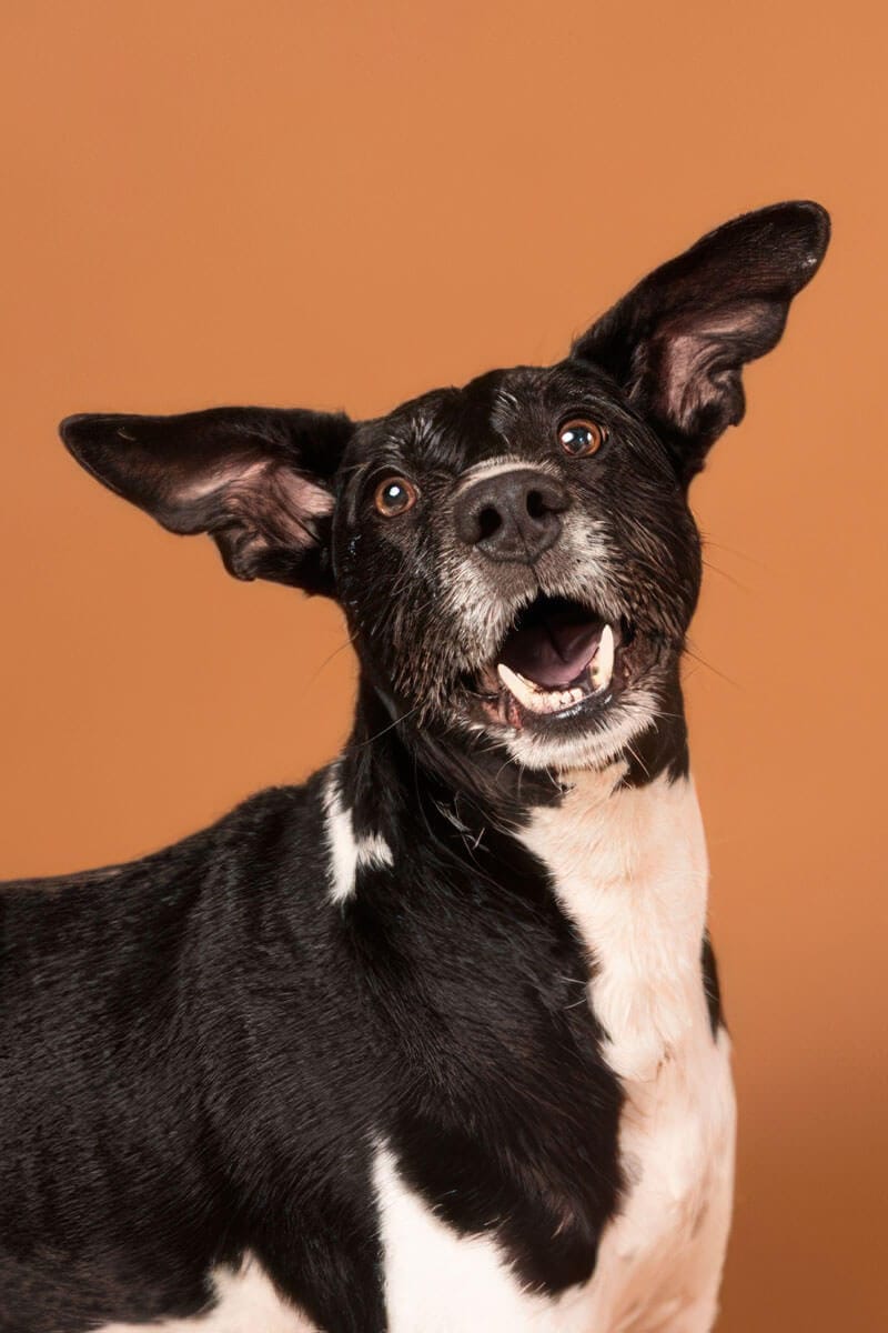 Peluqueria canina - Malaga - Perro feliz - DogInStyle