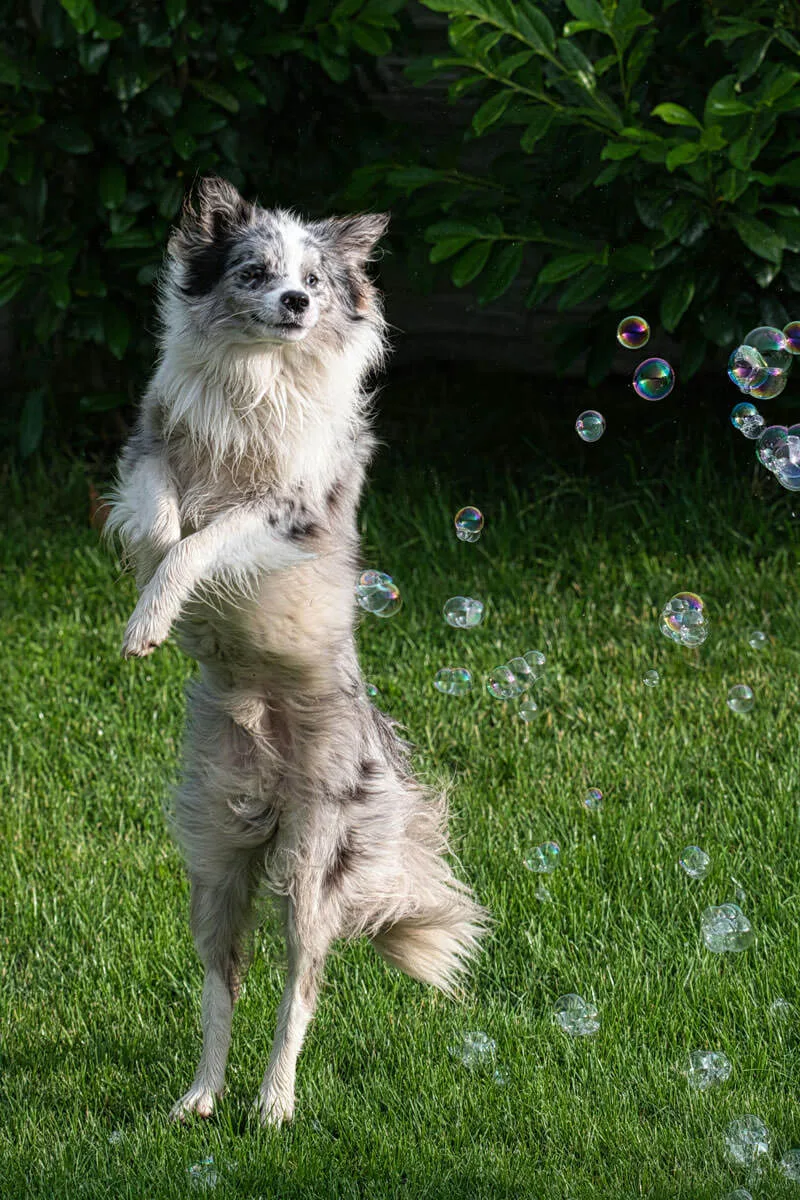 Peluqueria canina - Malaga - Perro saltando burbujas