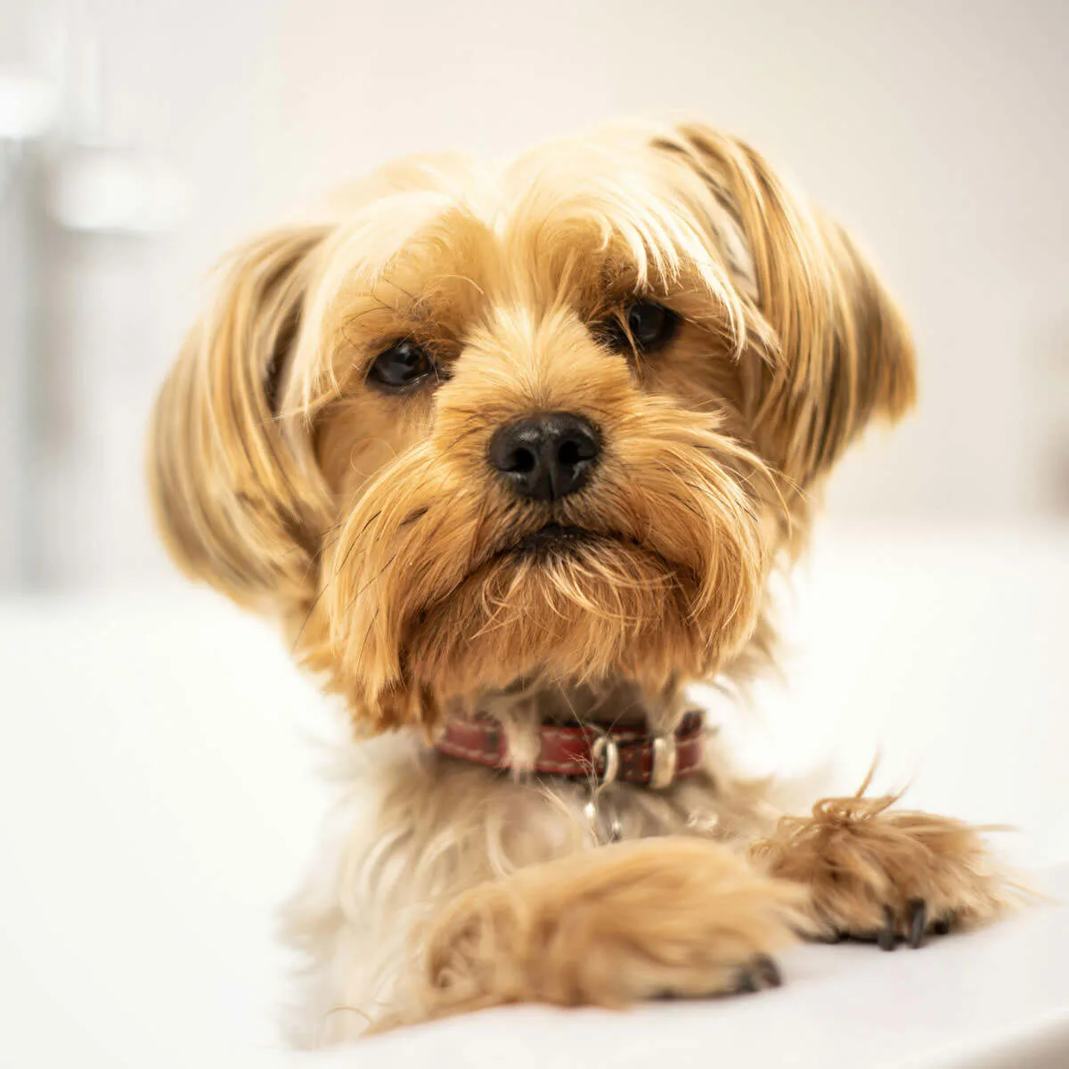 Peluqueria canina - Malaga - Yorkshire higiene profesional
