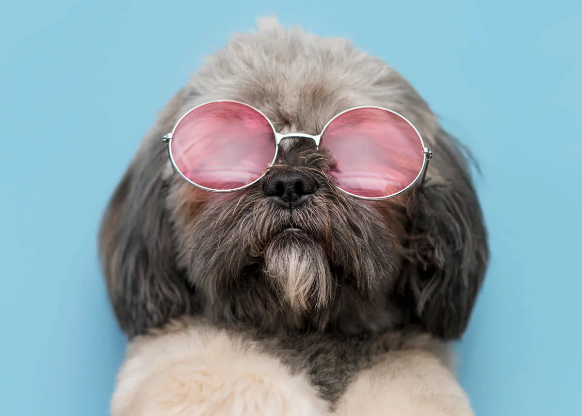 Perro con gafas rosas estilo premium - Malaga